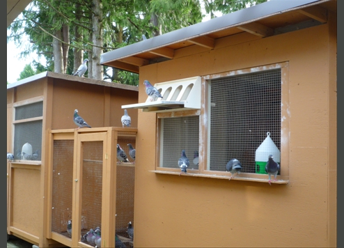 Our pigeons