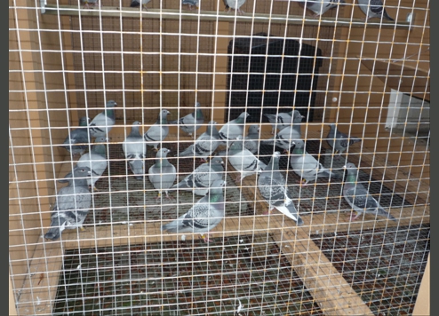 Our pigeons