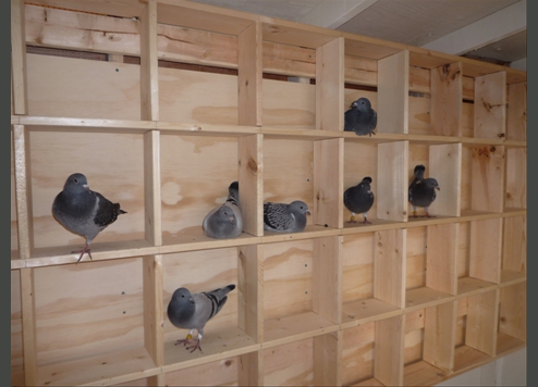 Our pigeons